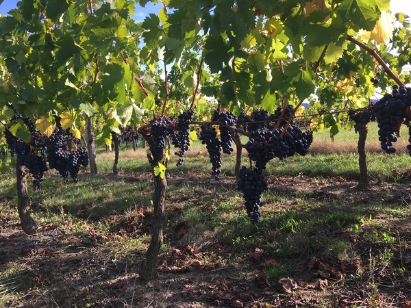 Vignoble Juillac, vigne