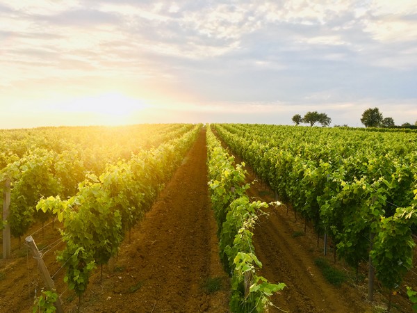 Vignoble Juillac, batiment