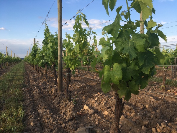 Saint Emilion, vigne